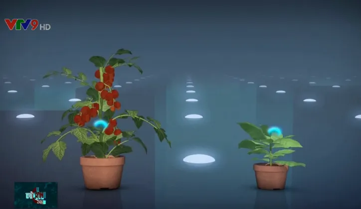 Thực vật phát ra tiếng ồn khi “căng thẳng” - Ảnh 1. Thực vật phát ra tiếng ồn khi “căng thẳng” - Ảnh 1.