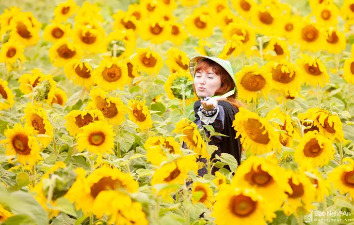 Mê mẩn với cánh đồng hoa hướng dương Nghệ An - Ảnh 3.