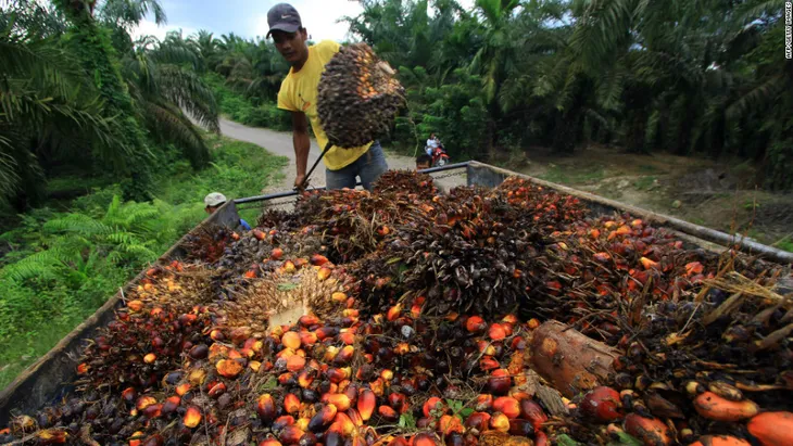 Dầu cọ - Cuộc đào vàng thời hiện đại - Ảnh 1. Dầu cọ - Cuộc đào vàng thời hiện đại - Ảnh 1.