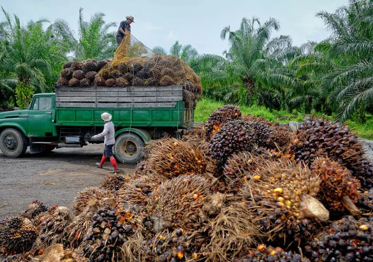 Dầu cọ - Cuộc đào vàng thời hiện đại - Ảnh 2. Dầu cọ - Cuộc đào vàng thời hiện đại - Ảnh 2.