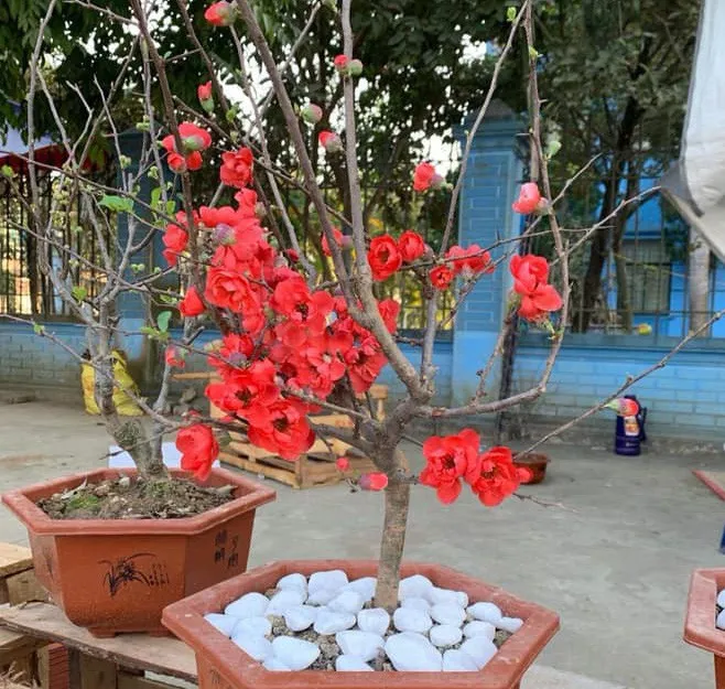 Đào thất thốn giả, mai đỏ Trung Quốc trên thị trường hoa Tết Việt - Ảnh 3. Đào thất thốn giả, mai đỏ Trung Quốc trên thị trường hoa Tết Việt - Ảnh 3.