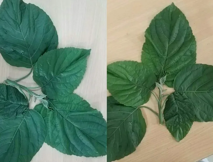 Cảnh báo tình trạng ngộ độc lá du mại - Ảnh 2. Cảnh báo tình trạng ngộ độc lá du mại - Ảnh 2.