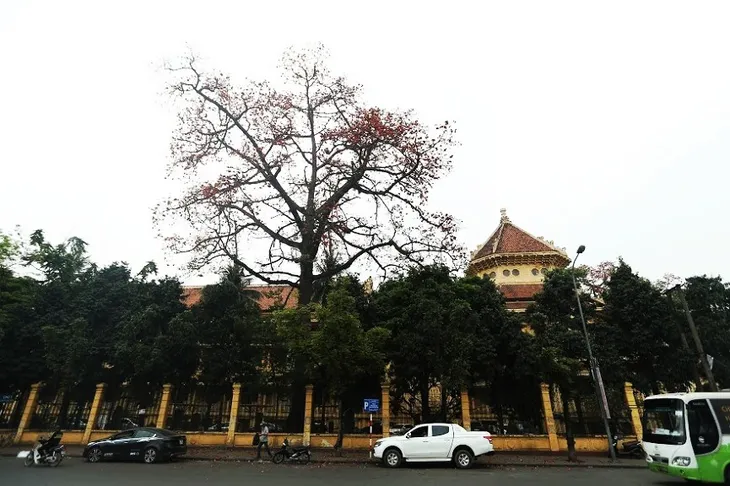 Rạo rực mùa hoa gạo giữa thủ đô - Ảnh 1. Rạo rực mùa hoa gạo giữa thủ đô - Ảnh 1.
