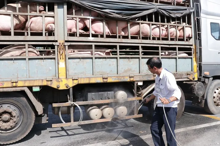 Dịch tả lợn châu Phi trở lại, Bắc Trung Bộ thiệt hại hàng chục nghìn tỷ đồng - Ảnh 2. Dịch tả lợn châu Phi trở lại, Bắc Trung Bộ thiệt hại hàng chục nghìn tỷ đồng - Ảnh 2.