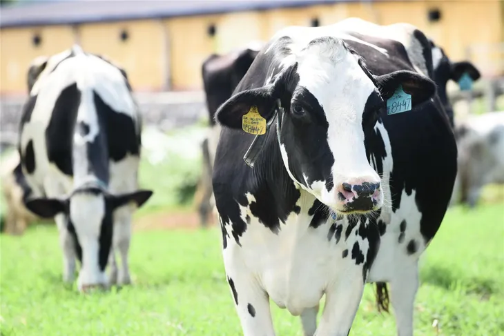 Khám phá từ điển thành công của Mộc Châu Milk - Ảnh 2. Khám phá từ điển thành công của Mộc Châu Milk - Ảnh 2.