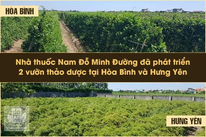 Chữa bệnh yếu sinh lý bằng bài thuốc 150 năm bí truyền dòng họ Đỗ Minh Đường - Ảnh 4. Chữa bệnh yếu sinh lý bằng bài thuốc 150 năm bí truyền dòng họ Đỗ Minh Đường - Ảnh 4.