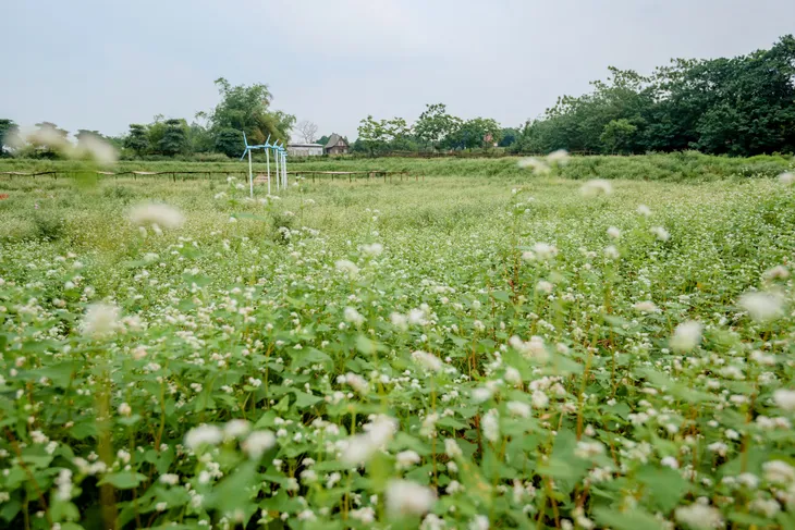 Chiêm ngưỡng hoa tam giác mạch trái mùa rực rỡ giữa lòng Hà Nội - Ảnh 1. Chiêm ngưỡng hoa tam giác mạch trái mùa rực rỡ giữa lòng Hà Nội - Ảnh 1.