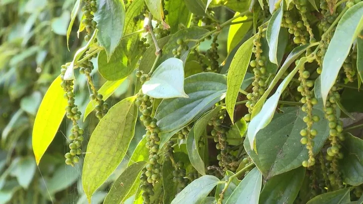 Dù khởi sắc, giá hồ tiêu vẫn rất khó tăng mạnh - Ảnh 1. Dù khởi sắc, giá hồ tiêu vẫn rất khó tăng mạnh - Ảnh 1.