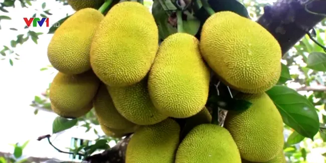 Khuyến cáo người dân không nên đổ xô trồng mít Thái vì lãi “khủng” - Ảnh 1. Khuyến cáo người dân không nên đổ xô trồng mít Thái vì lãi “khủng” - Ảnh 1.