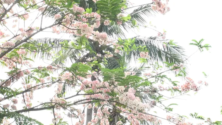 Về Đồng Tháp ngắm hoa anh đào - Ảnh 2. Về Đồng Tháp ngắm hoa anh đào - Ảnh 2.