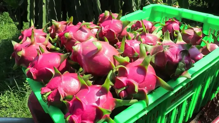 Việt Nam có 6 loại trái cây được phép xuất khẩu vào Mỹ - Ảnh 1. Việt Nam có 6 loại trái cây được phép xuất khẩu vào Mỹ - Ảnh 1.