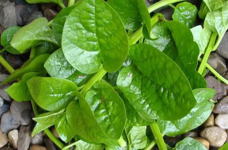 Những thực phẩm giải nhiệt ngày nắng nóng - Ảnh 2. Những thực phẩm giải nhiệt ngày nắng nóng - Ảnh 2.