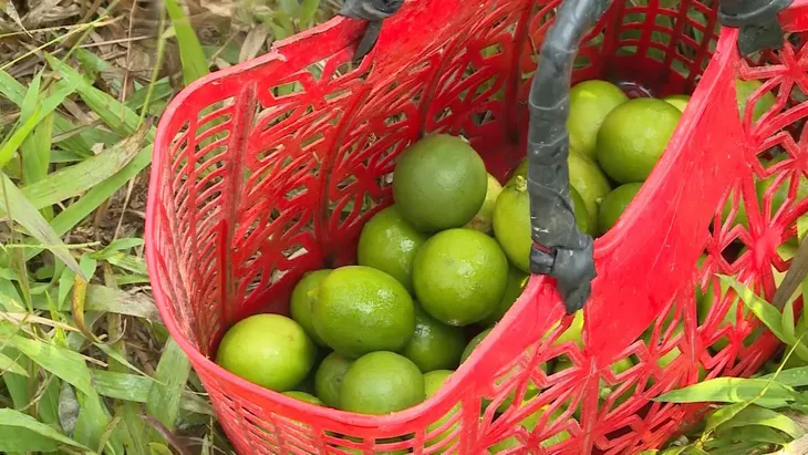Những thực phẩm giải nhiệt ngày nắng nóng - Ảnh 3. Những thực phẩm giải nhiệt ngày nắng nóng - Ảnh 3.