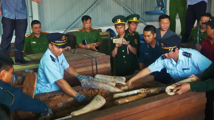 Buôn lậu ngà voi từ nước ngoài về Việt Nam ngày càng tinh vi - Ảnh 3. Buôn lậu ngà voi từ nước ngoài về Việt Nam ngày càng tinh vi - Ảnh 3.
