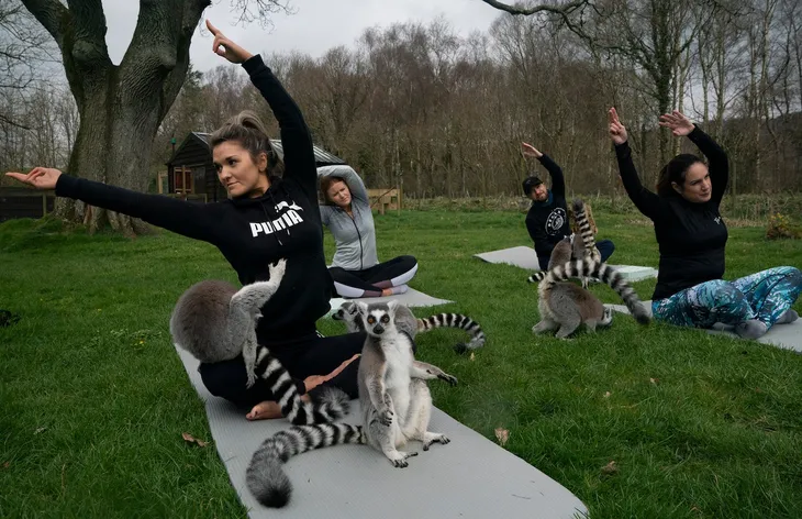 Lớp tập yoga cùng vượn cáo tại Anh - Ảnh 2. Lớp tập yoga cùng vượn cáo tại Anh - Ảnh 2.