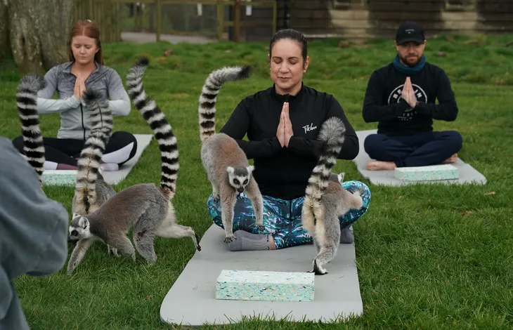 Lớp tập yoga cùng vượn cáo tại Anh - Ảnh 1. Lớp tập yoga cùng vượn cáo tại Anh - Ảnh 1.