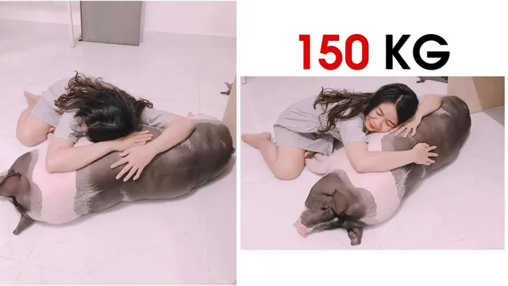 Bỏ tiền mua heo mini, nuôi thành heo trăm ký - Ảnh 3. Bỏ tiền mua heo mini, nuôi thành heo trăm ký - Ảnh 3.