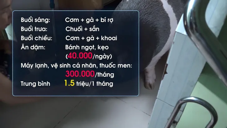 Bỏ tiền mua heo mini, nuôi thành heo trăm ký - Ảnh 2. Bỏ tiền mua heo mini, nuôi thành heo trăm ký - Ảnh 2.