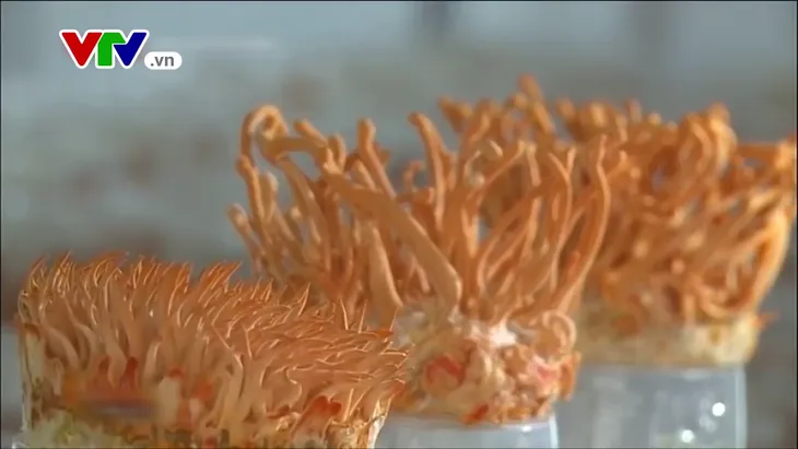 Công dụng Đông trùng hạ thảo thần kỳ ra sao mà có giá tiền tỷ? - Ảnh 5. Công dụng Đông trùng hạ thảo thần kỳ ra sao mà có giá tiền tỷ? - Ảnh 5.
