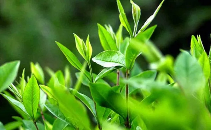 7 loại thực phẩm giúp nam giới giảm rụng tóc hiệu quả - Ảnh 8. 7 loại thực phẩm giúp nam giới giảm rụng tóc hiệu quả - Ảnh 8.