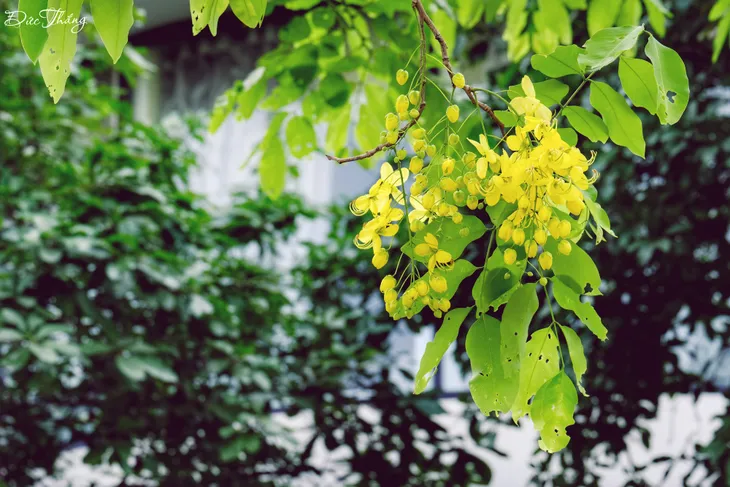 Rực vàng hoa Muồng hoàng yến ven Hồ Tây - Ảnh 1. Rực vàng hoa Muồng hoàng yến ven Hồ Tây - Ảnh 1.