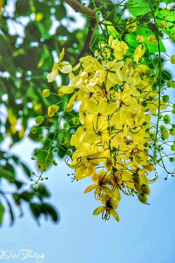 Rực vàng hoa Muồng hoàng yến ven Hồ Tây - Ảnh 3. Rực vàng hoa Muồng hoàng yến ven Hồ Tây - Ảnh 3.