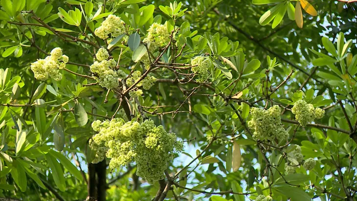 Lạ lùng hoa sữa nở mùa Hè - Ảnh 3. Lạ lùng hoa sữa nở mùa Hè - Ảnh 3.