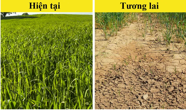 10 loại thực phẩm có nguy cơ “tuyệt chủng” vì biến đổi khí hậu - Ảnh 6. 10 loại thực phẩm có nguy cơ “tuyệt chủng” vì biến đổi khí hậu - Ảnh 6.