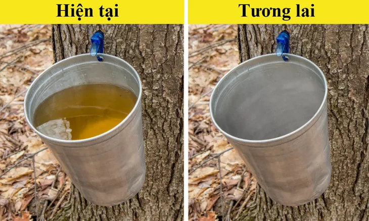 10 loại thực phẩm có nguy cơ “tuyệt chủng” vì biến đổi khí hậu - Ảnh 7. 10 loại thực phẩm có nguy cơ “tuyệt chủng” vì biến đổi khí hậu - Ảnh 7.