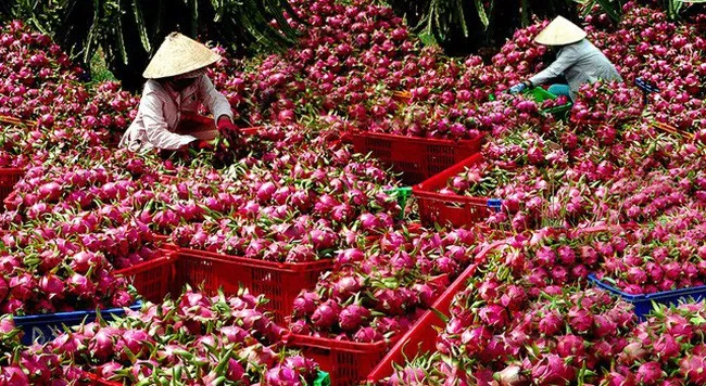New Zealand hỗ trợ xây dựng chuỗi giá trị trái thanh long xuất khẩu - Ảnh 1. New Zealand hỗ trợ xây dựng chuỗi giá trị trái thanh long xuất khẩu - Ảnh 1.