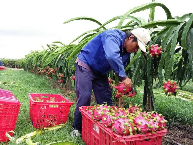 Sau khi tăng cao, giá thanh long bất ngờ giảm sâu - Ảnh 1. Sau khi tăng cao, giá thanh long bất ngờ giảm sâu - Ảnh 1.