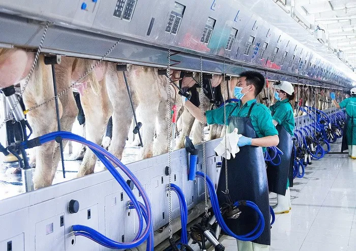 Một vòng khám phá trang trại “thông minh” của Vinamilk - Ảnh 5. Một vòng khám phá trang trại “thông minh” của Vinamilk - Ảnh 5.