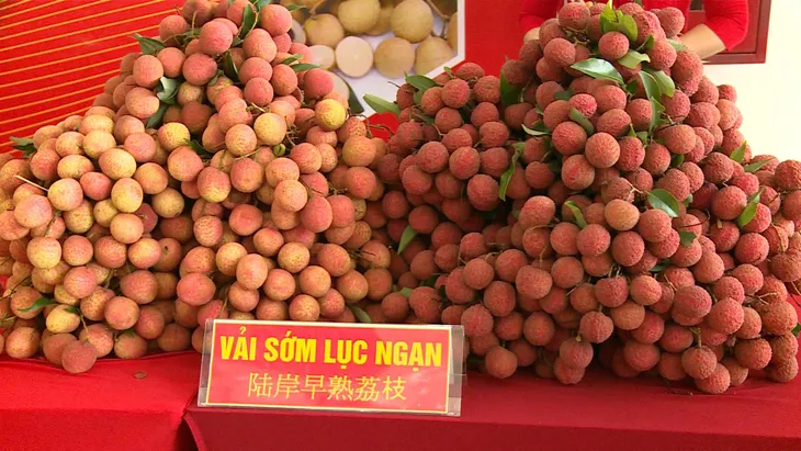 Vải thiều năm nay thơm ngon hơn vụ trước, giá tăng gấp đôi - Ảnh 2. Vải thiều năm nay thơm ngon hơn vụ trước, giá tăng gấp đôi - Ảnh 2.