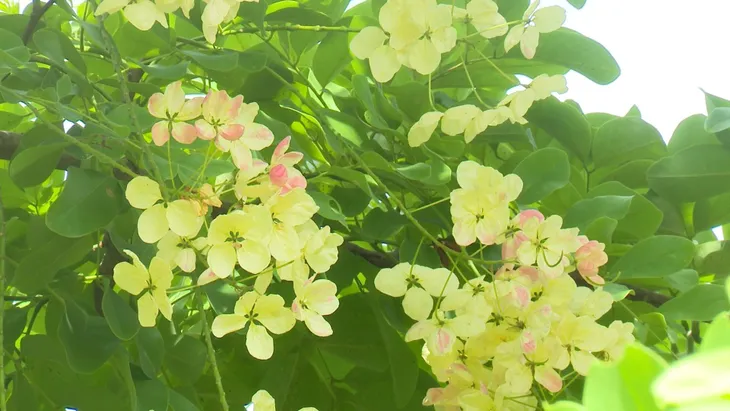Hoa Muồng cầu vồng Hawaii có thể chuyển màu - Ảnh 2. Hoa Muồng cầu vồng Hawaii có thể chuyển màu - Ảnh 2.
