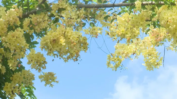 Hoa Muồng cầu vồng Hawaii có thể chuyển màu - Ảnh 3. Hoa Muồng cầu vồng Hawaii có thể chuyển màu - Ảnh 3.