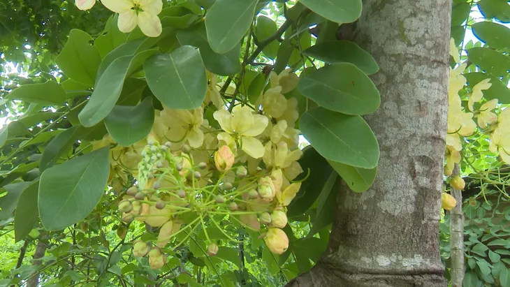 Hoa Muồng cầu vồng Hawaii có thể chuyển màu - Ảnh 1. Hoa Muồng cầu vồng Hawaii có thể chuyển màu - Ảnh 1.