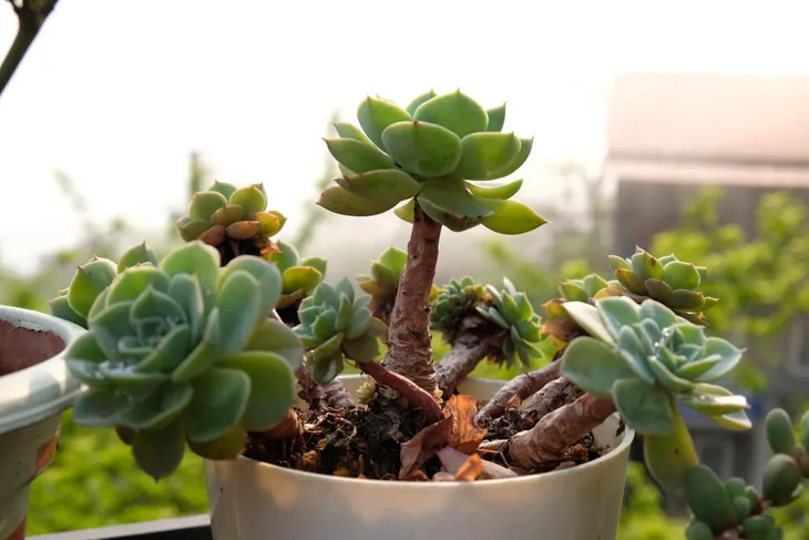 Khám phá vẻ đẹp của Sen đá - Ảnh 1. Khám phá vẻ đẹp của Sen đá - Ảnh 1.