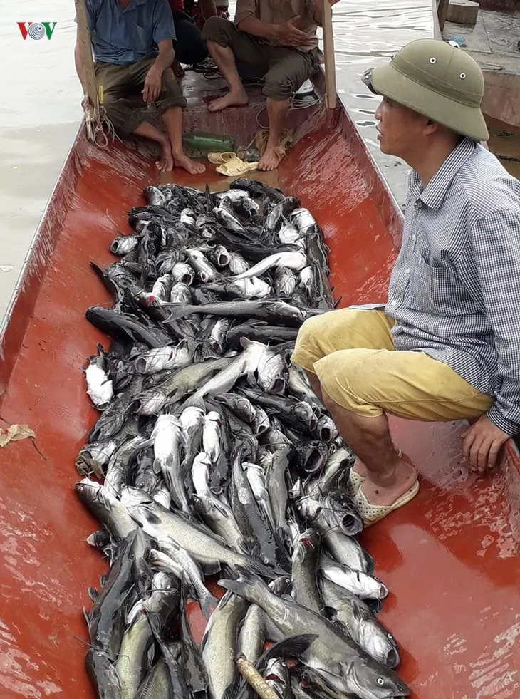 Cá lồng chết hàng loạt trên lòng hồ thủy điện Sơn La - Ảnh 1. Cá lồng chết hàng loạt trên lòng hồ thủy điện Sơn La - Ảnh 1.