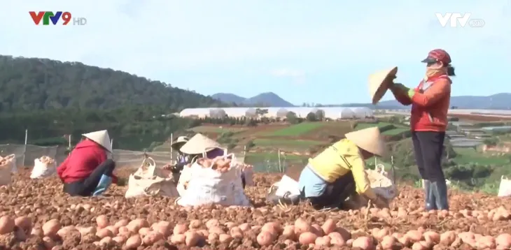 Lâm Đồng: Gỡ vướng cho gắn nhãn mác khoai tây Đà Lạt - Ảnh 1. Lâm Đồng: Gỡ vướng cho gắn nhãn mác khoai tây Đà Lạt - Ảnh 1.