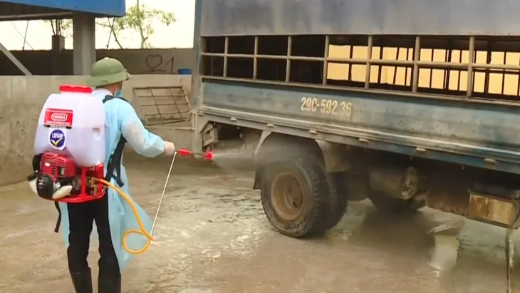 19% tổng đàn lợn của Hà Nội bị tiêu hủy vì dịch tả lợn châu Phi - Ảnh 2. 19% tổng đàn lợn của Hà Nội bị tiêu hủy vì dịch tả lợn châu Phi - Ảnh 2.