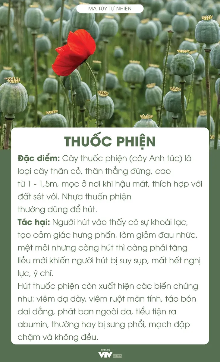 [Infographic] 10 loại ma túy thường gặp ở Việt Nam và tác hại đáng sợ - Ảnh 2.