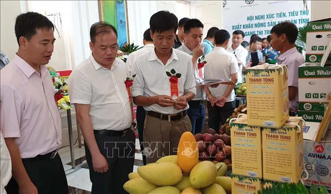 Sơn La xúc tiến xuất khẩu nông sản an toàn sang Trung Quốc - Ảnh 2. Sơn La xúc tiến xuất khẩu nông sản an toàn sang Trung Quốc - Ảnh 2.