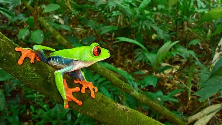 Sinh vật đã tuyệt chủng bất ngờ xuất hiện ở “thành phố của Thần Khỉ” tại Honduras - Ảnh 4. Sinh vật đã tuyệt chủng bất ngờ xuất hiện ở “thành phố của Thần Khỉ” tại Honduras - Ảnh 4.