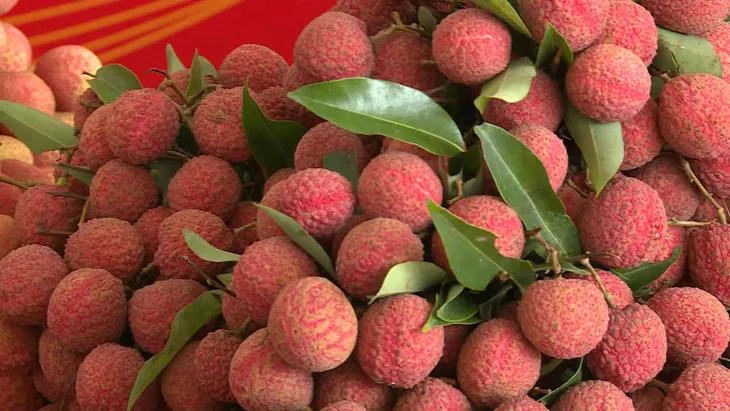 Đưa vải thiều vào hệ thống bán lẻ TP.HCM - Ảnh 1. Đưa vải thiều vào hệ thống bán lẻ TP.HCM - Ảnh 1.