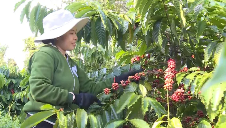 Giá cà phê tăng mạnh trở lại - Ảnh 1.
