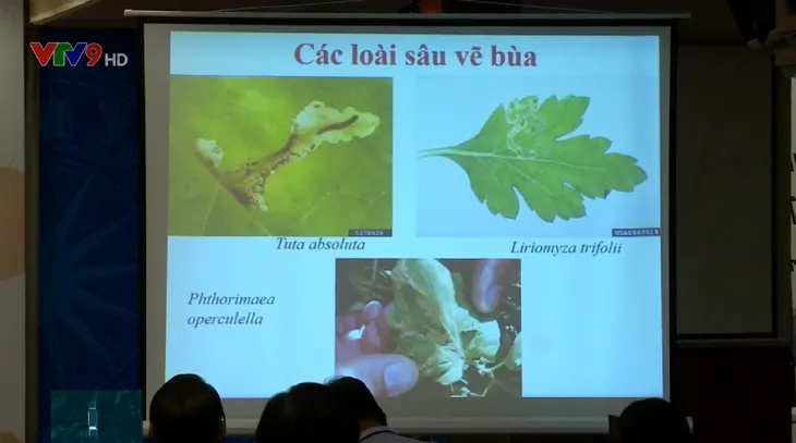 Phòng tránh thiệt hại từ sâu vẽ bùa cà chua Nam Mỹ - Ảnh 1. Phòng tránh thiệt hại từ sâu vẽ bùa cà chua Nam Mỹ - Ảnh 1.