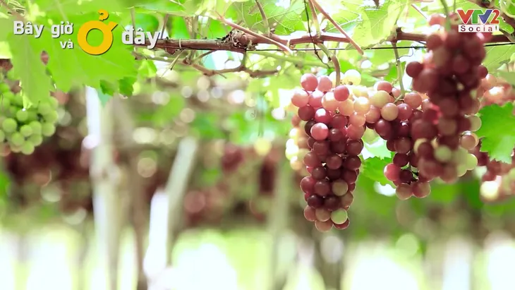 Trải nghiệm ở vùng nho bạt ngàn của Ninh Thuận - Ảnh 4. Trải nghiệm ở vùng nho bạt ngàn của Ninh Thuận - Ảnh 4.