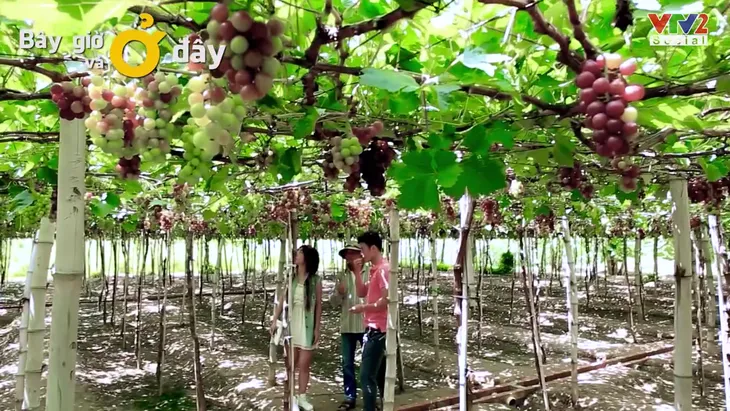 Trải nghiệm ở vùng nho bạt ngàn của Ninh Thuận - Ảnh 1. Trải nghiệm ở vùng nho bạt ngàn của Ninh Thuận - Ảnh 1.