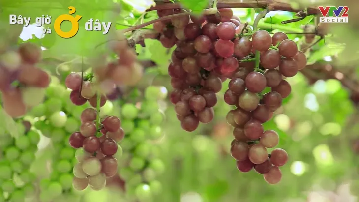 Trải nghiệm ở vùng nho bạt ngàn của Ninh Thuận - Ảnh 3. Trải nghiệm ở vùng nho bạt ngàn của Ninh Thuận - Ảnh 3.