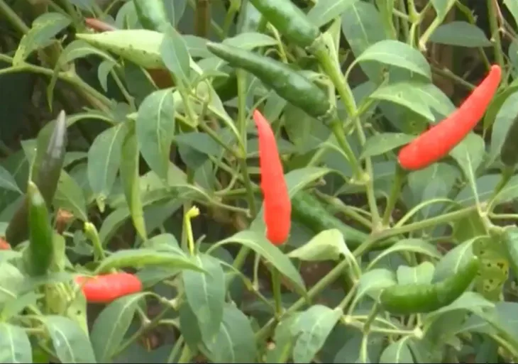 Ninh Thuận: Giá ớt tăng cao, lên đến 45.000 đồng/kg - Ảnh 1. Ninh Thuận: Giá ớt tăng cao, lên đến 45.000 đồng/kg - Ảnh 1.